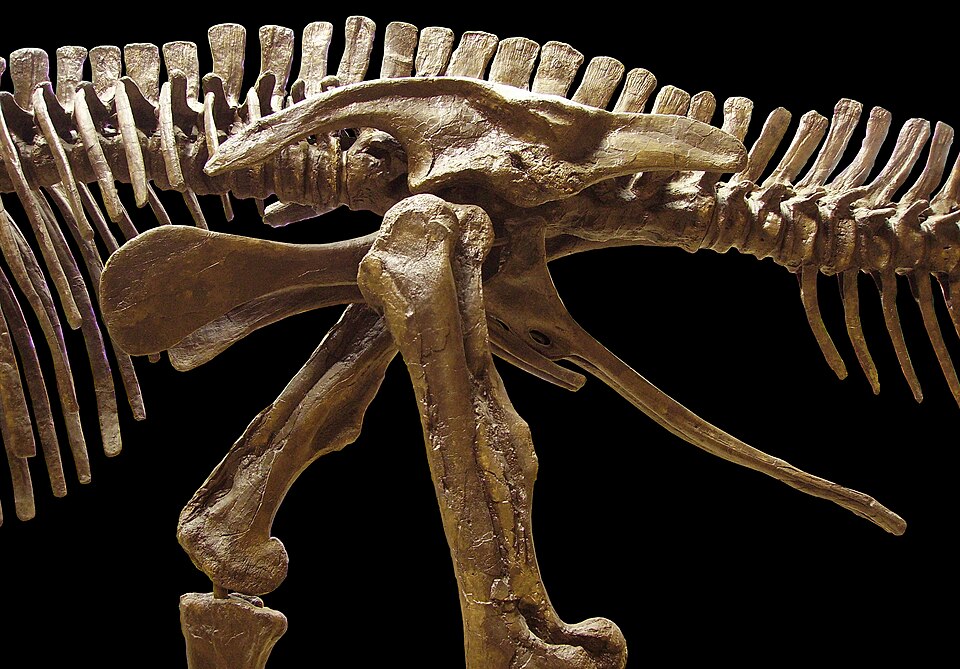 Hip bones of E. annectens, an ornithischian dinosaur