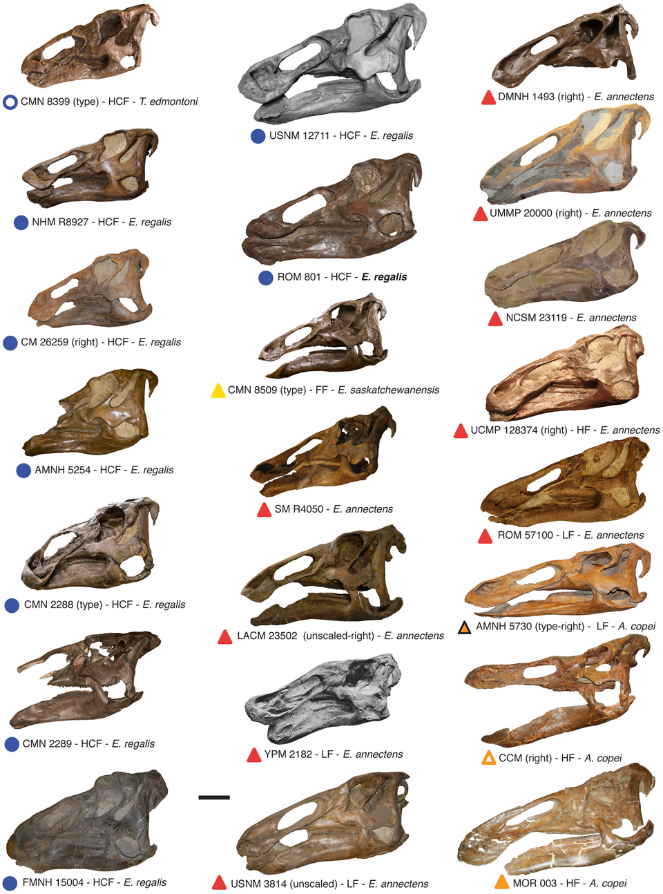 Edmontosaurus skulls: a collection of almost all the known specimens