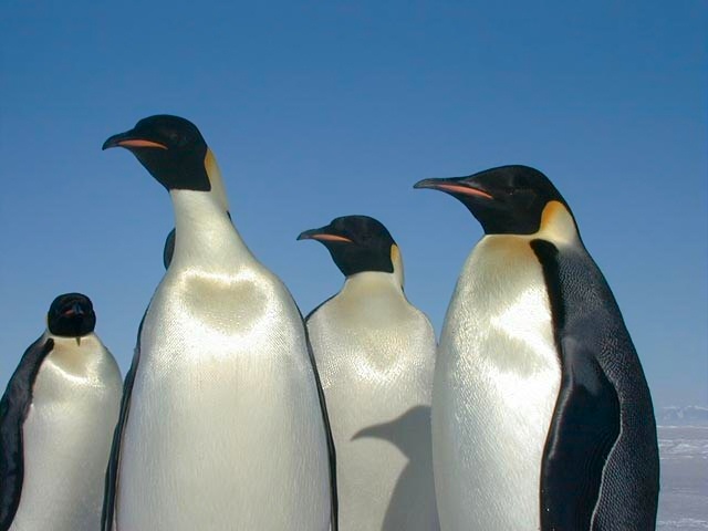 Unlike tigers, penguins don't need teeth and claws to be carnivores. They feed on crustaceans, fish, squid, and other small marine life.