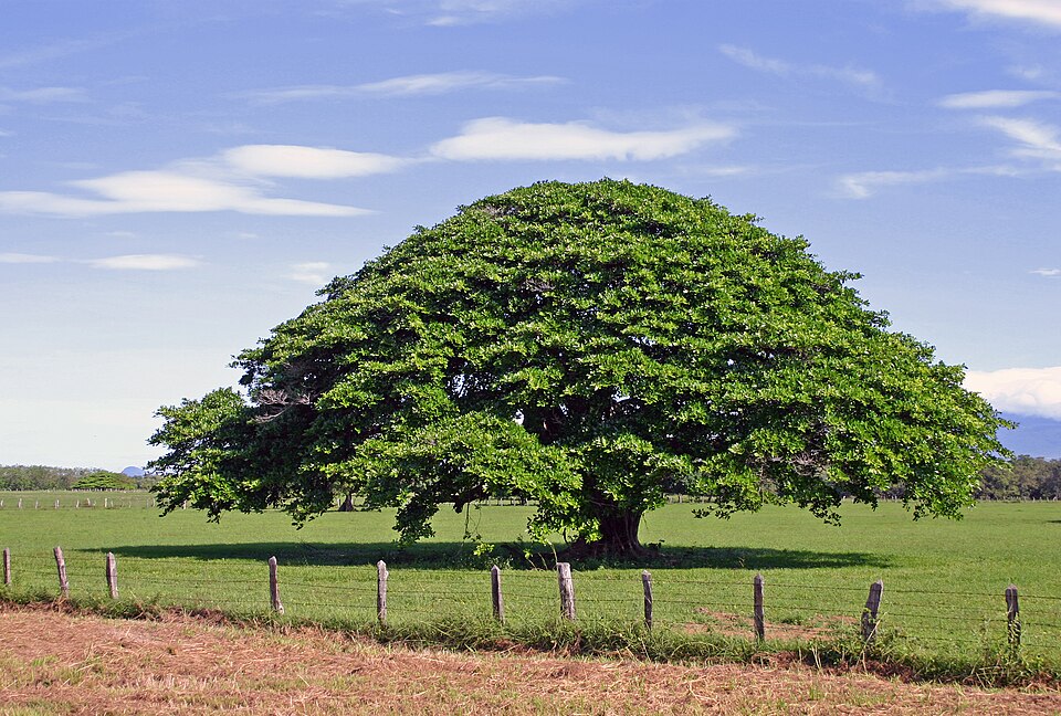 Strangler fig tree in Costa Rica. Locally known as Guanacaste
