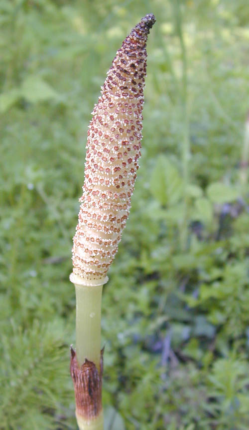 Strobilus of Equisetum on an unbranched stem