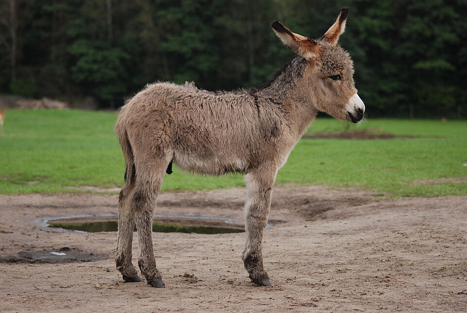 Donkey, three weeks old
