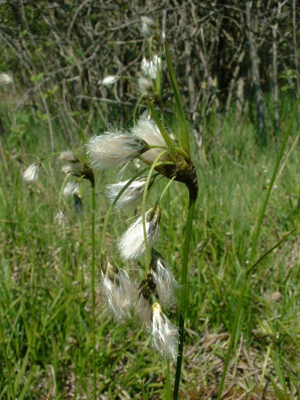 Broad-leaved cotton-grass (Eriophorum latifolium)