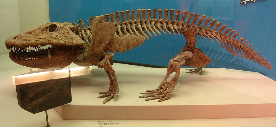 Eryops, typical of the large-size early amphibians 310–295 million years ago
