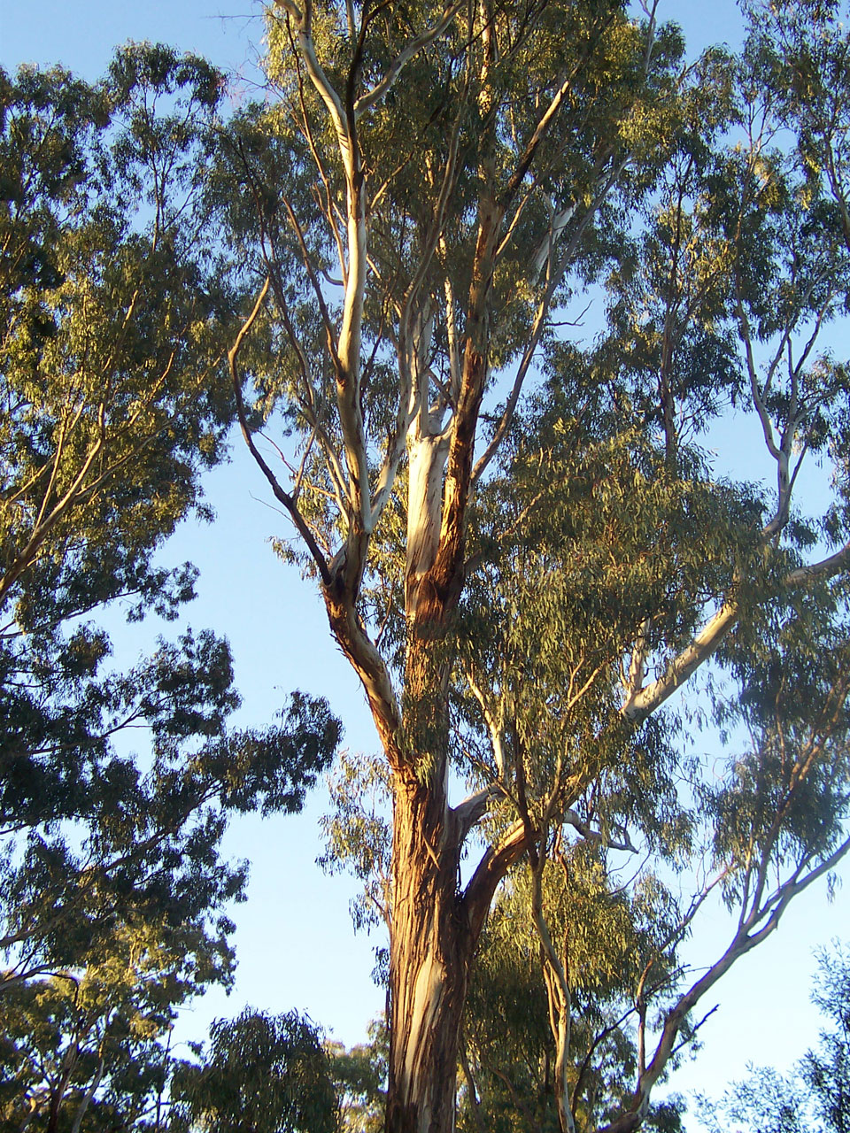 Fine specimen of a Eucalyptus