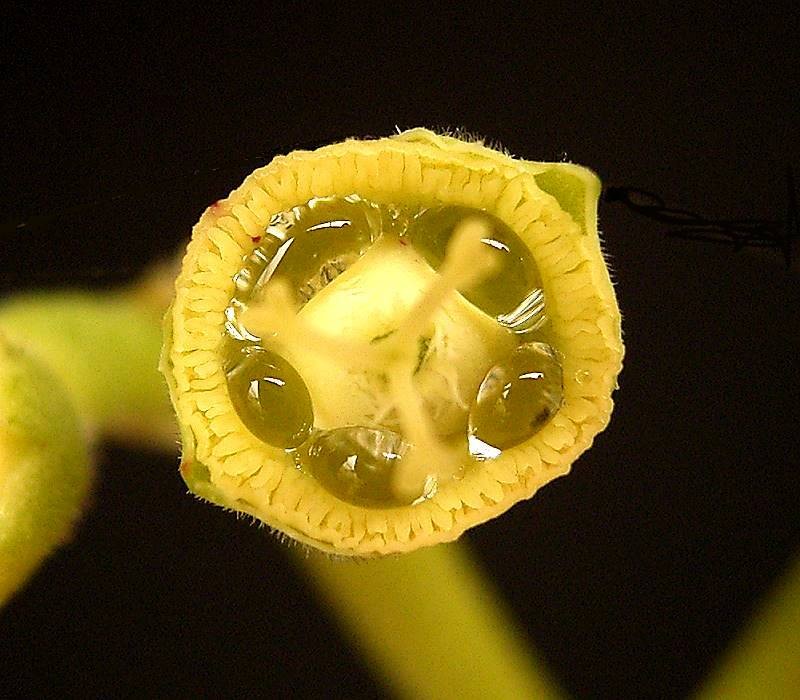 Nectaries in the base of this flower produce a lot of nectar