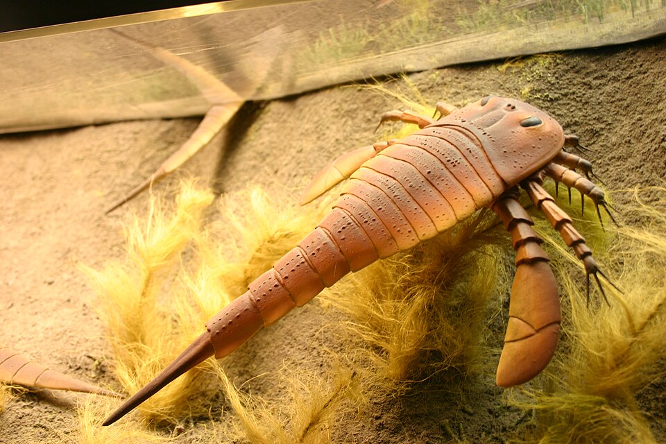 Eurypterus model, exhibited in Smithsonian National Museum of Natural History: Hall of Fossils