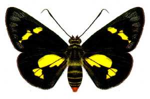 The regent skipper (Euschemon rafflesia) is the most distinct skipper butterfly, forming a subfamily of the Hesperiidae