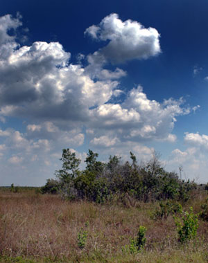 The Everglades