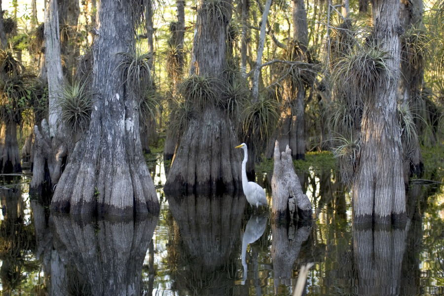 Bromeliads flourish on cypress trees as a Great Egret passes.