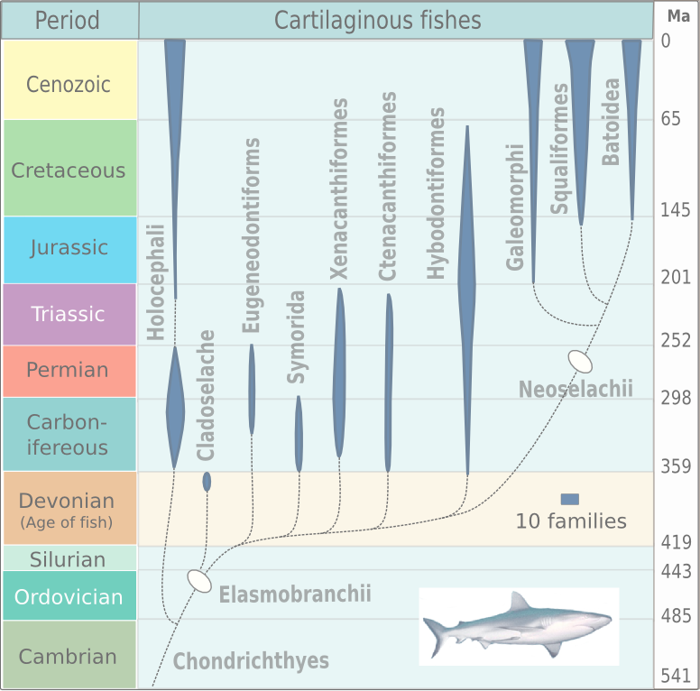 Radiation of elasmobranchs, based on Michael Benton, 2005.