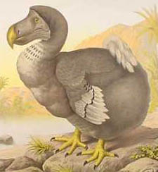The Dodo: a flightless bird from Mauritius which became extinct in the 17th century.