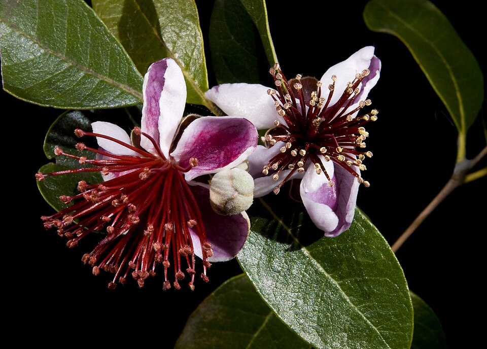 Acca flowers