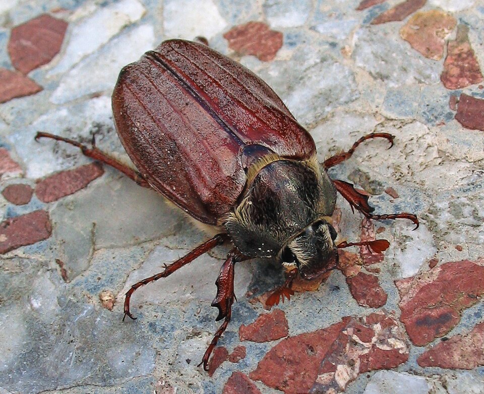 The hard front wings of the beetle hide the back wings.