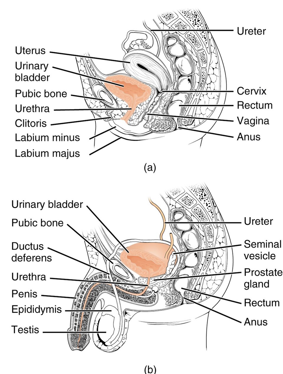 Female urethra and male urethra