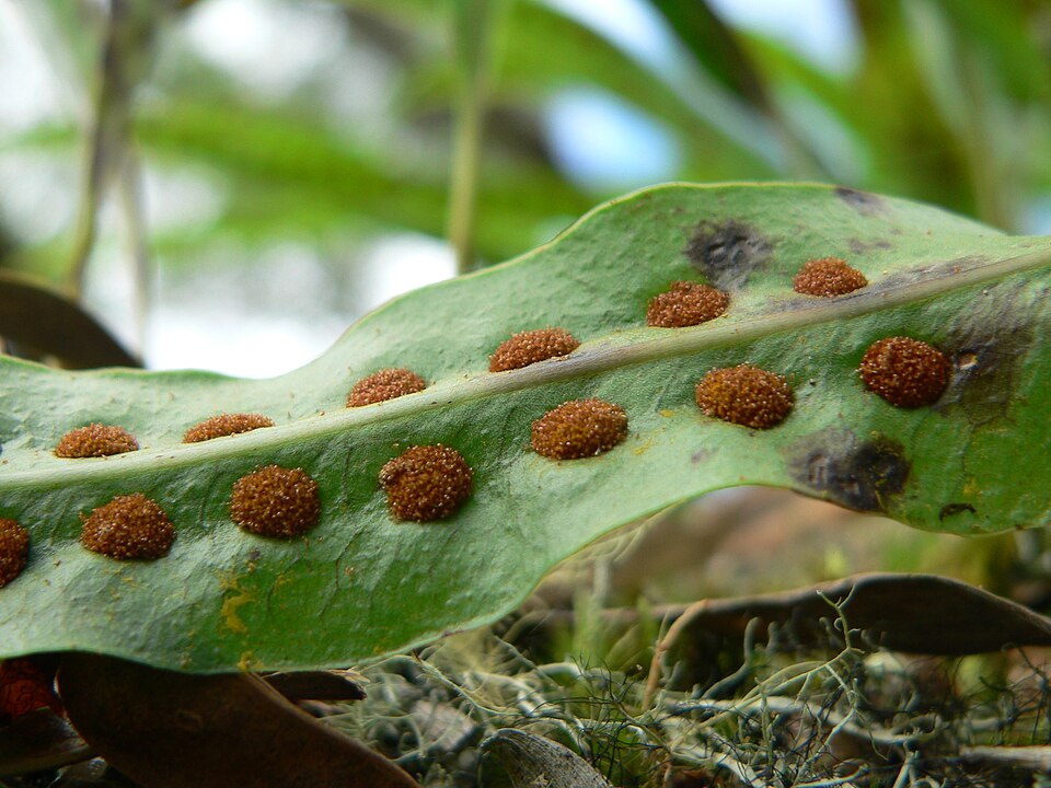 Sporangia on the underside of the leaf of a fern