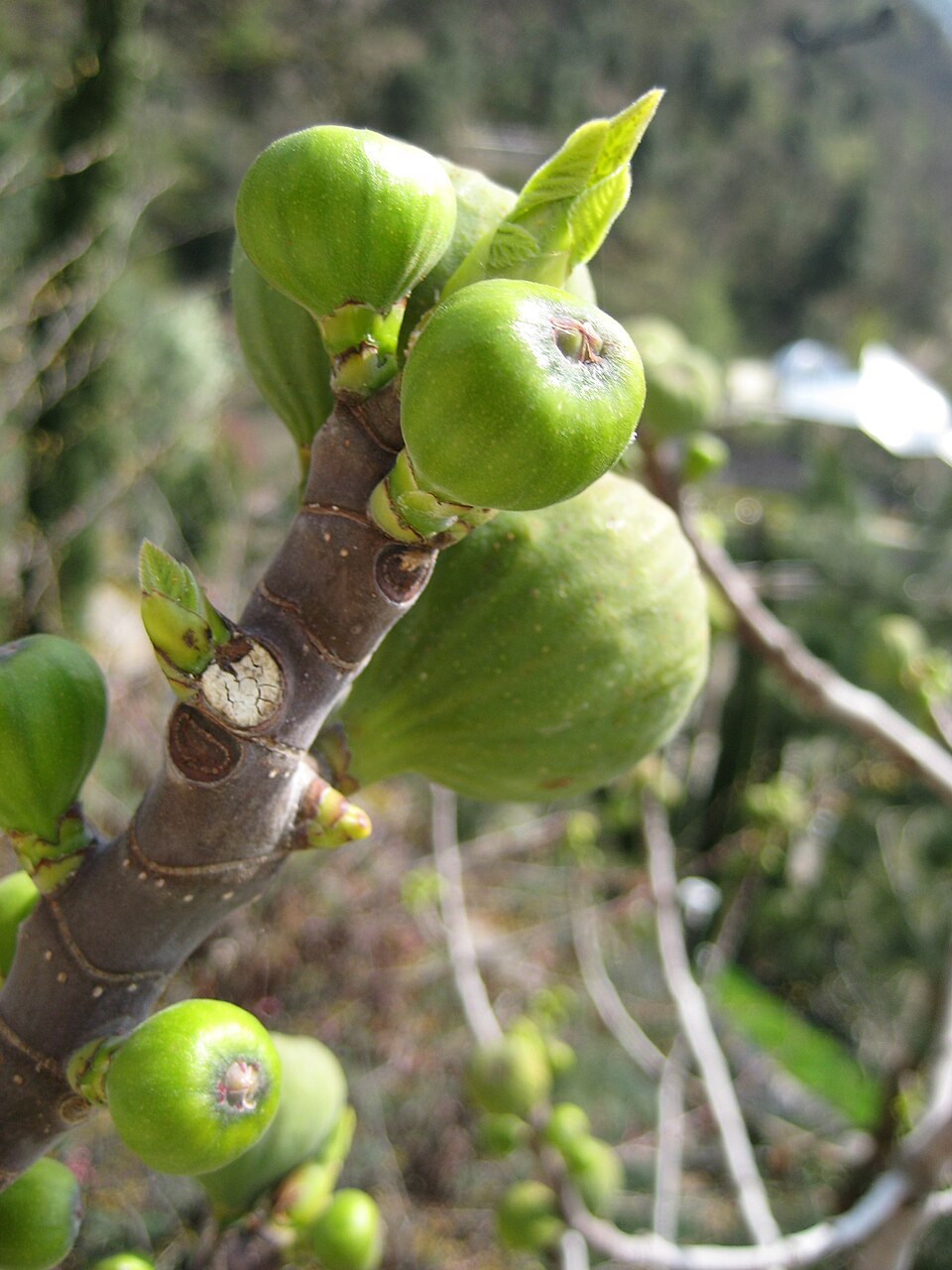 Common fig fruit