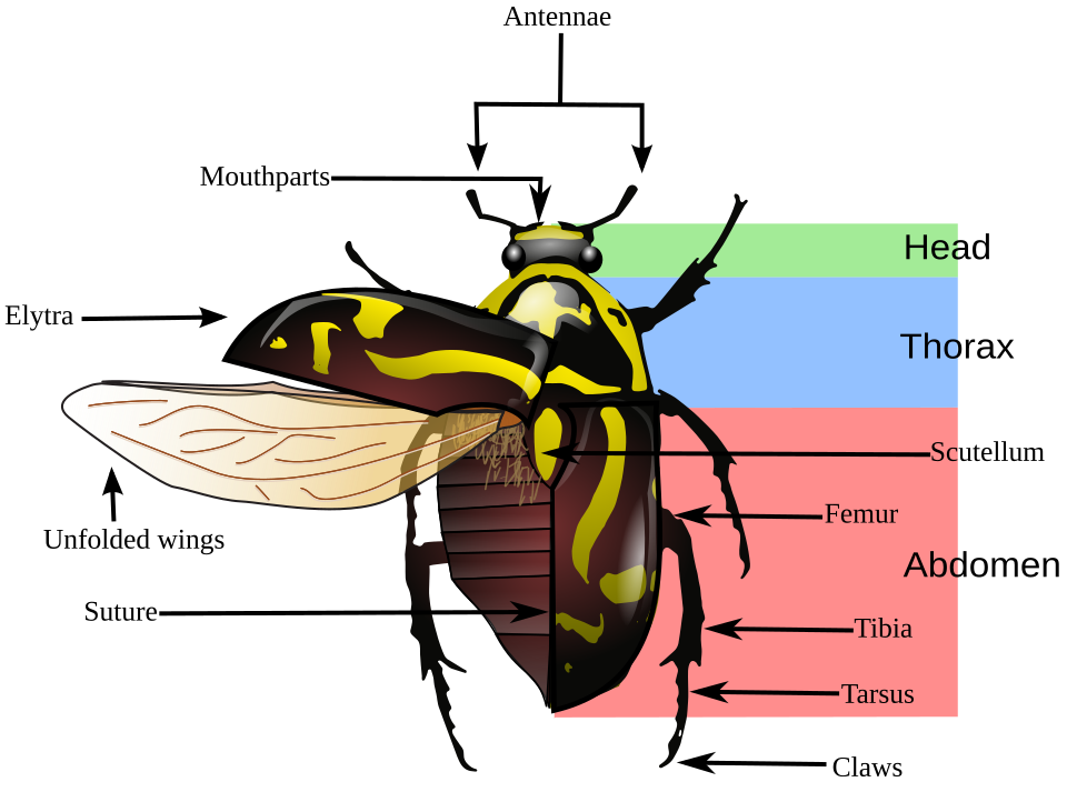 Parts of a beetle