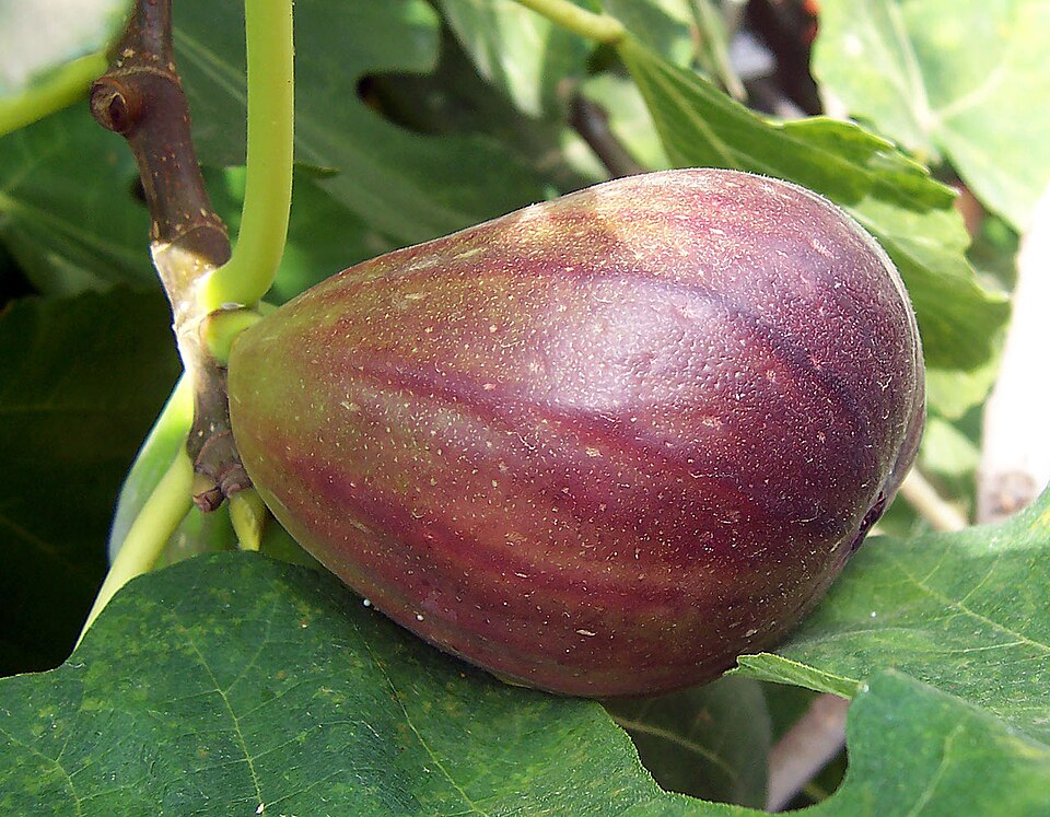 A common fig syconium (fruit)