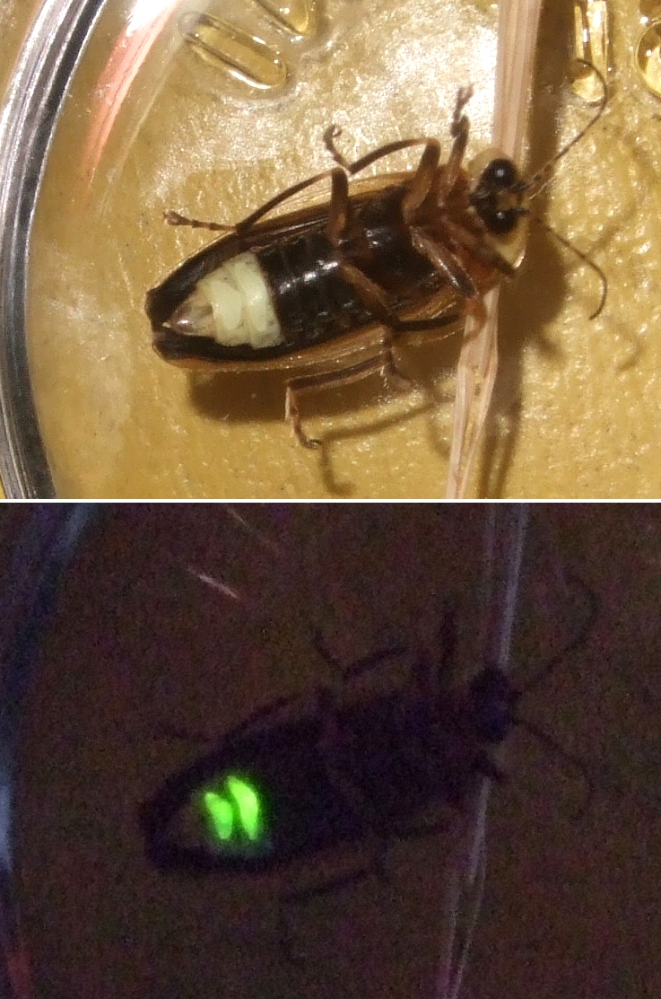 Firefly (species unknown) captured in eastern Canada - the top picture is taken with a flash, the bottom only with the self-emitted light.