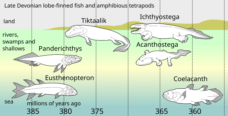 In the later Devonian, descendants of pelagic lobe-finned fish — like Eusthenopteron — were followed by: Panderichthys, suited to muddy shallows; Tiktaalik with limb-like fins that could take it onto land; Early tetrapods in weed-filled swamps, such as: Acanthostega, which had feet with eight digits, and Ichthyostega with limbs. Descendants also included pelagic lobe-finned fish such as coelacanth species.