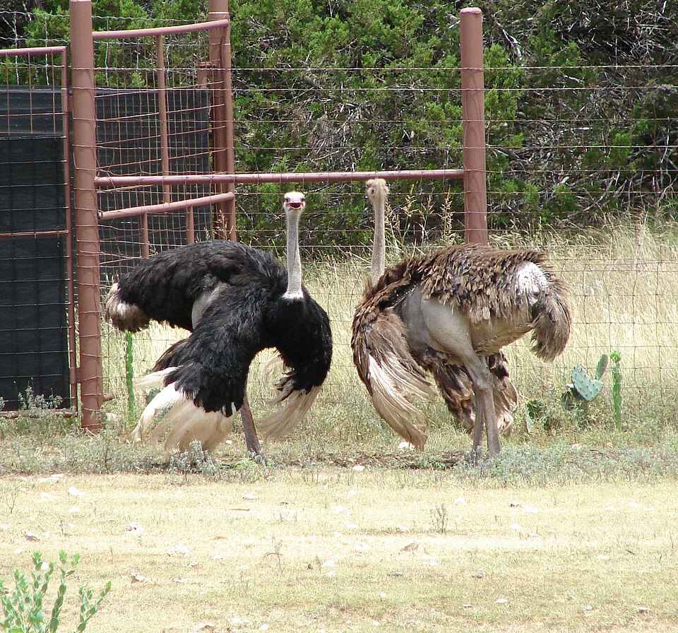 Pair "dancing".