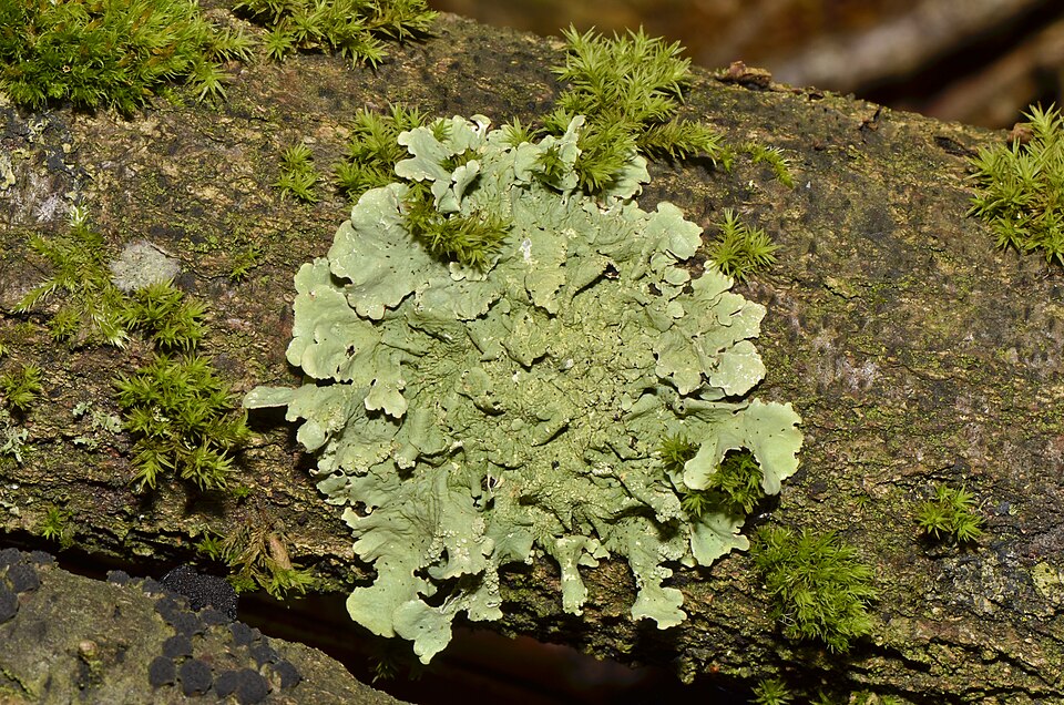 A foliate (leafy) lichen on a branch with dark green mosses