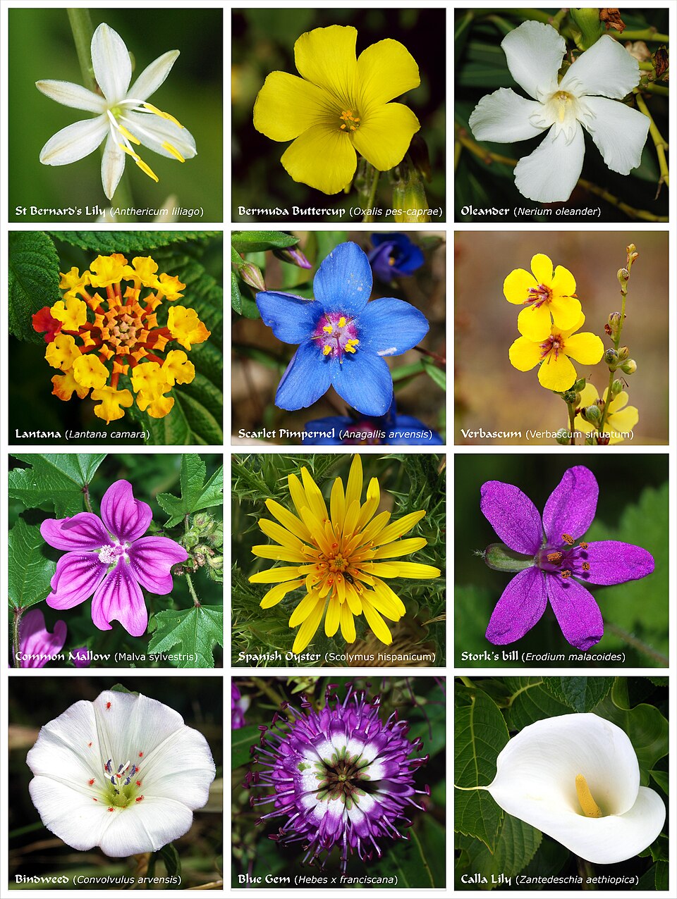 A poster of flowers produced by twelve species of flowering plants from different families