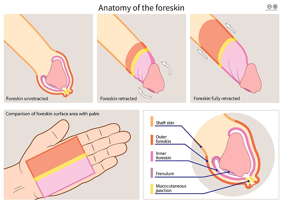Foreskin