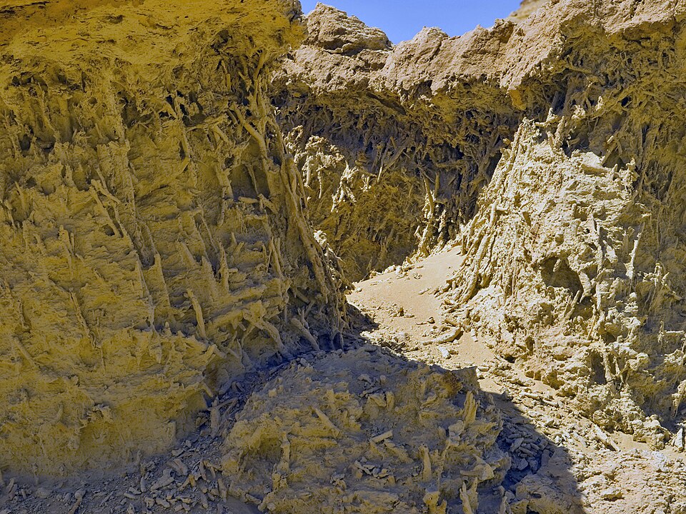 40 million year old fossil mangrove roots from Wadi Al-Hitan
