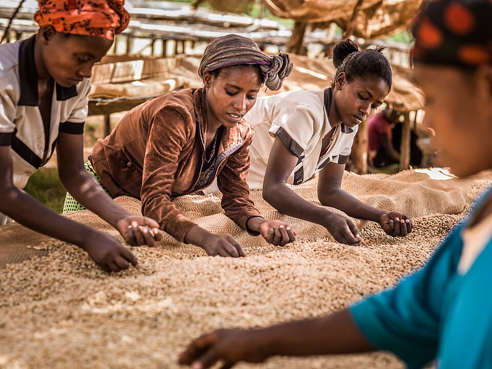 Coffee sorting in Awasa