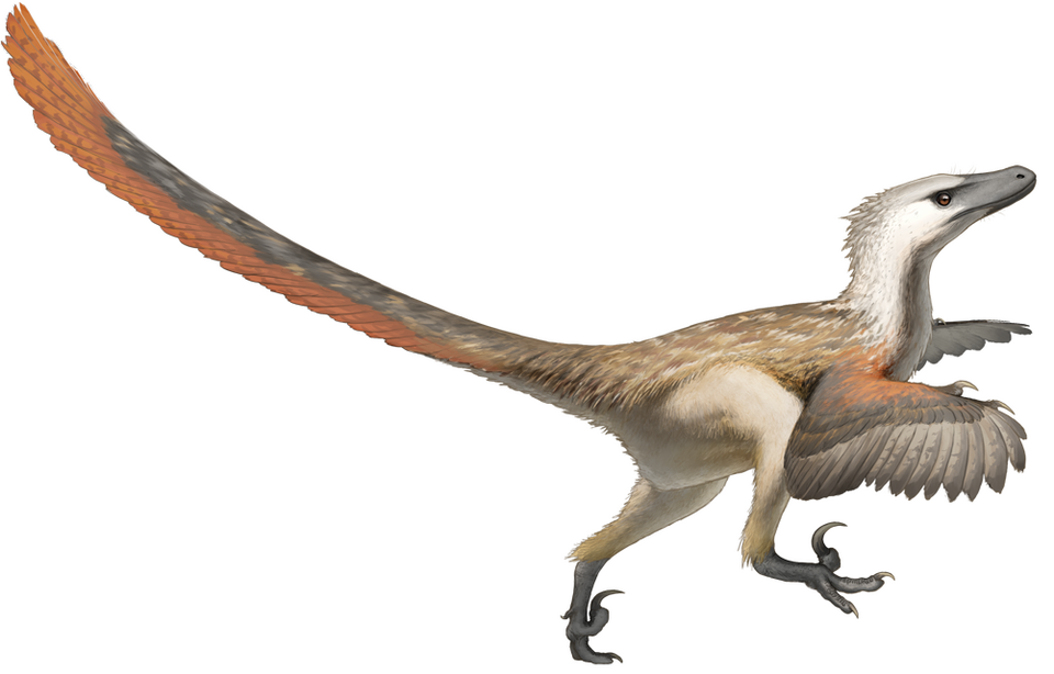 Reconstruction of Velociraptor with feathers.