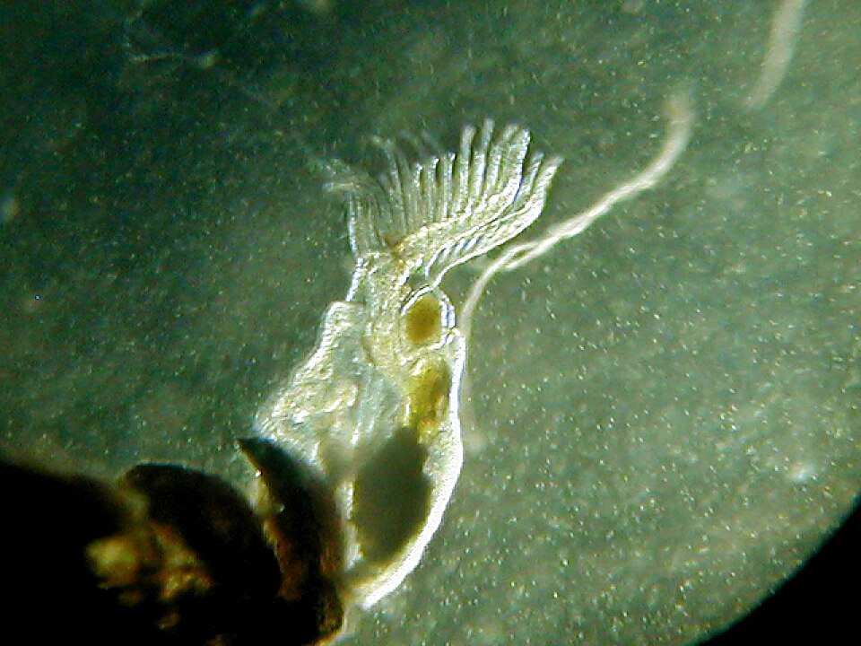 Freshwater bryozoan