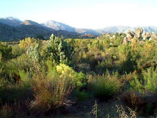 Fynbos, an ecozone unique to South Africa, near Cape Town