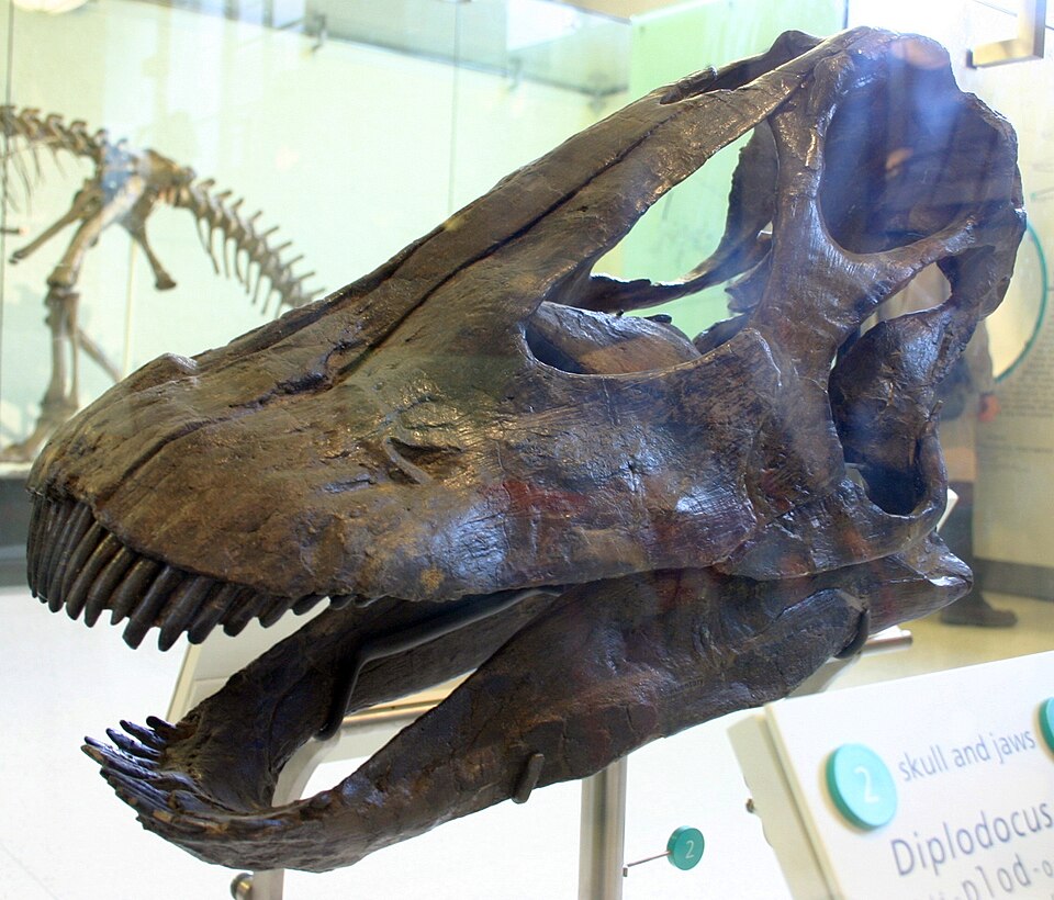 Diplodocus skull for comparison