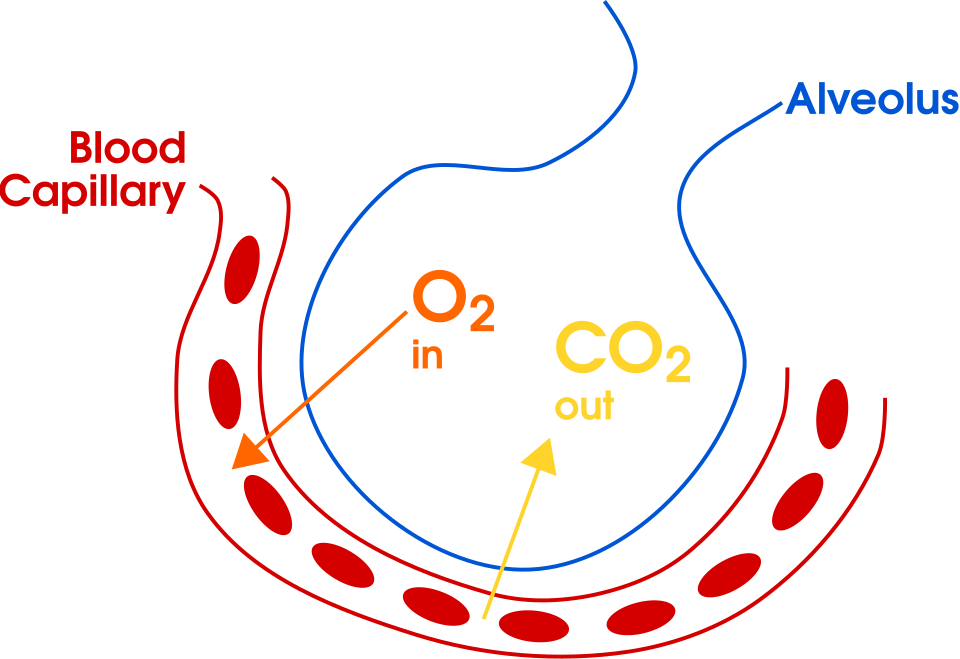 Gas exchange in humans. Oxygen and carbon dioxide switch places between a capillary (part of the bloodstream) and an alveolus (an air sac in the lungs).