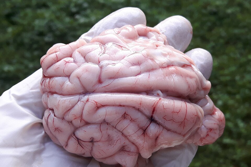 A hand holding a brain