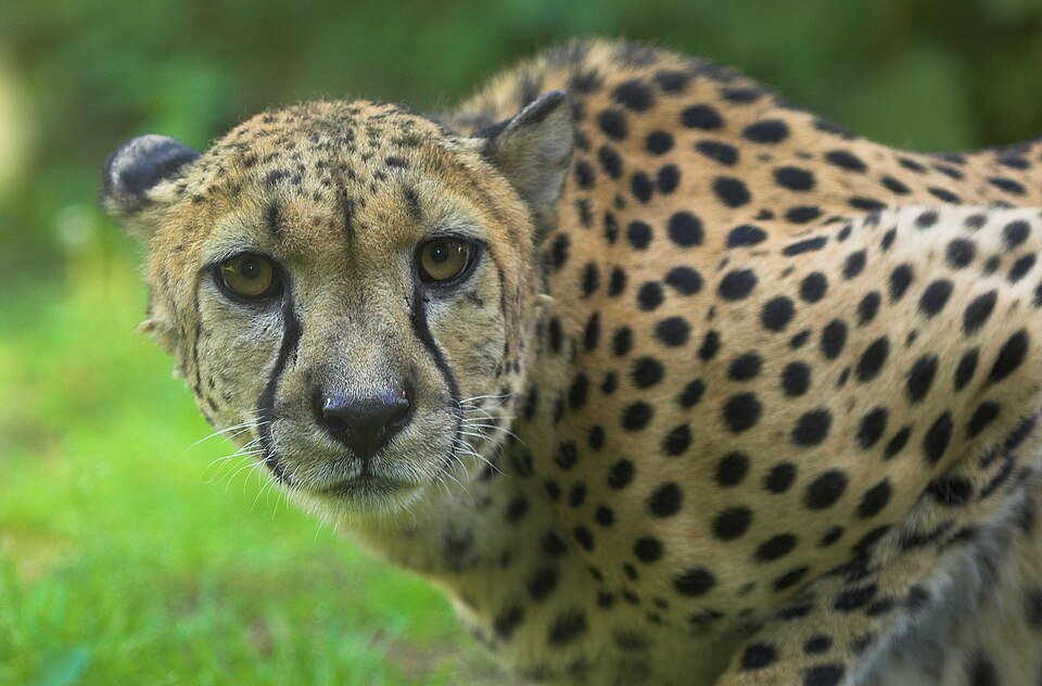 The face of a cheetah
