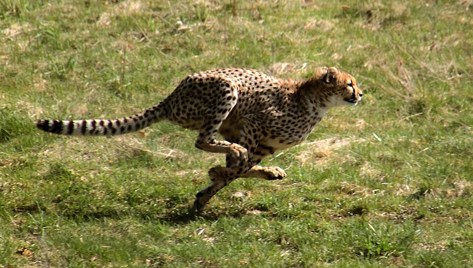 Cheetah in action