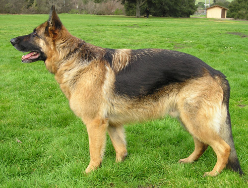A German Shepherd is a type of dog