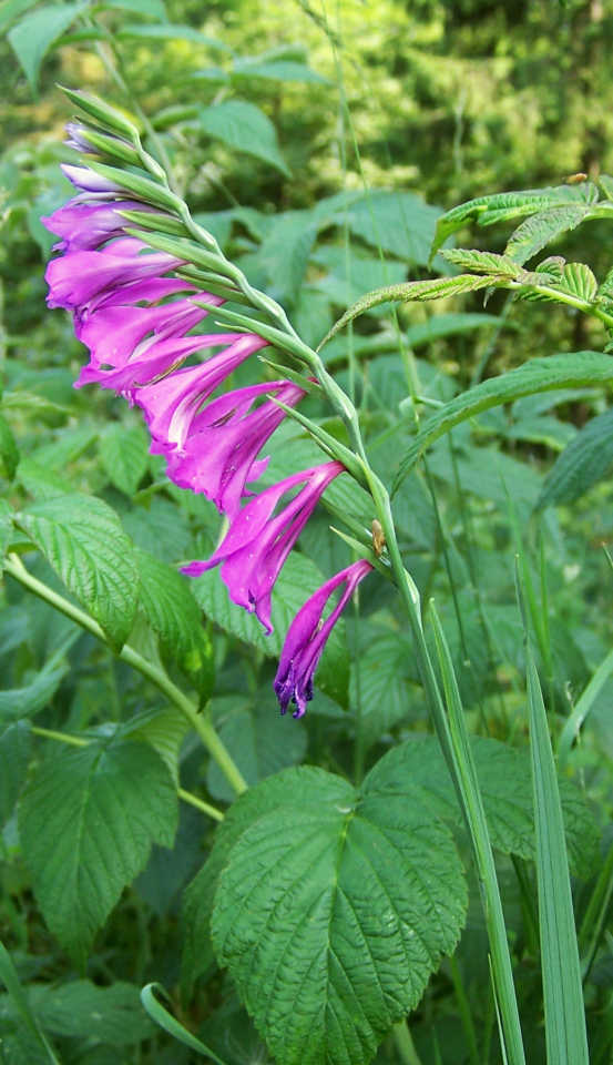 Gladiolus imbricatus: a spike