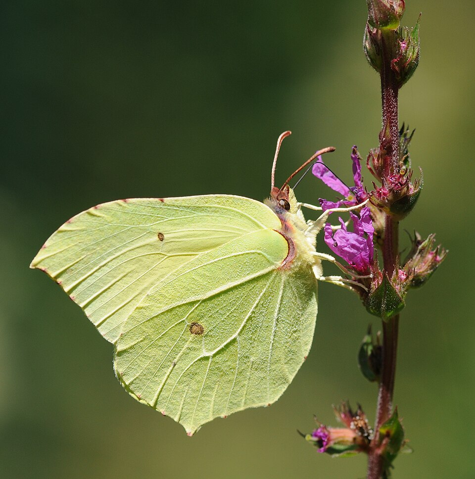 Some butterflies do camouflage: the excellent leaf-mimic Gonepteryx rhamni, the common brimstone, on purple loosestrife