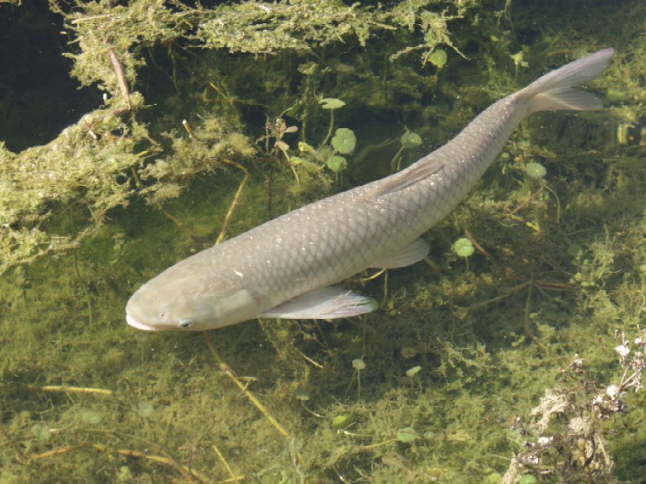 Carp