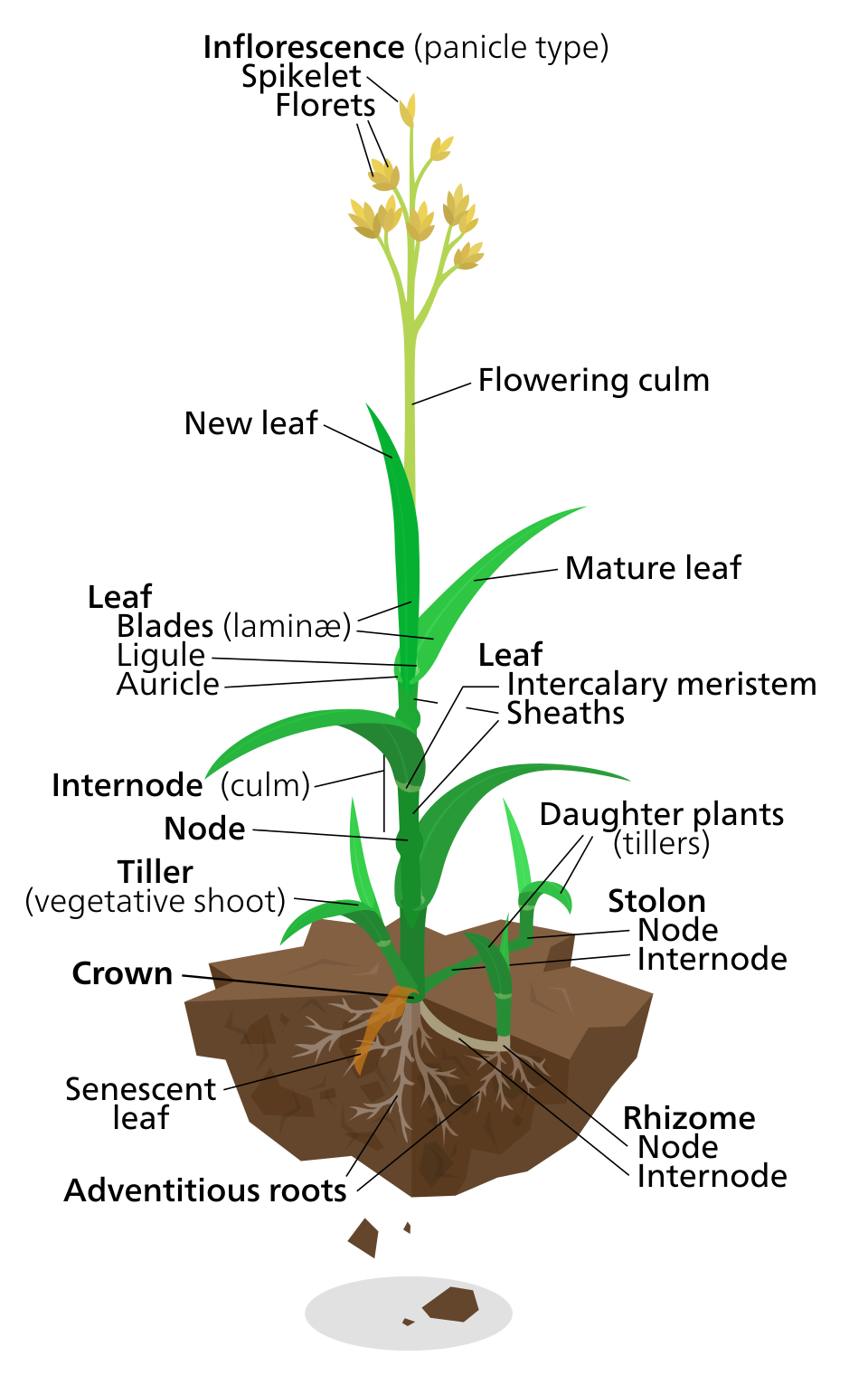 A picture of a Grassy grass plant
