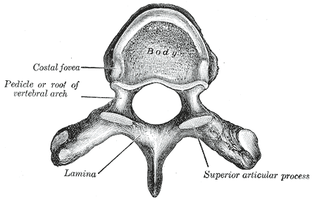 A typical thoracic vertebra viewed from above. The unlabeled hole in the middle will form the Spinal canal