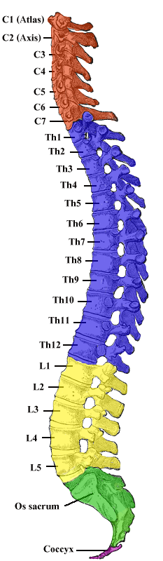 The vertebral column as seen from the side
