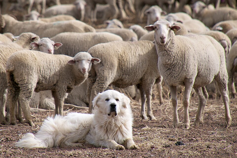 A sheep dog is guarding a flock of sheep. Sheep are commonly kept as livestock.