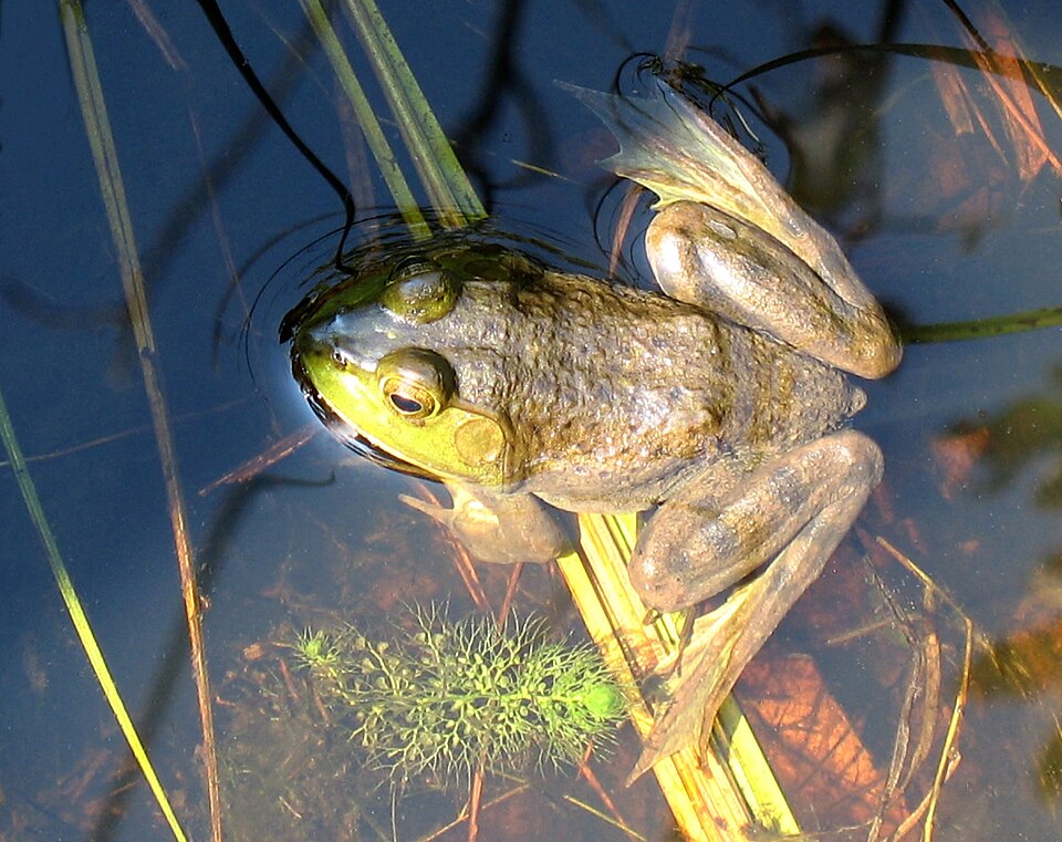 During the day time, bullfrogs may swim around. Some bullfrogs will stay near plants.