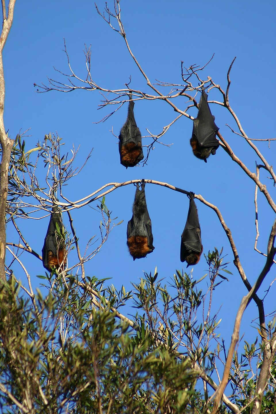 A coven of Megabats