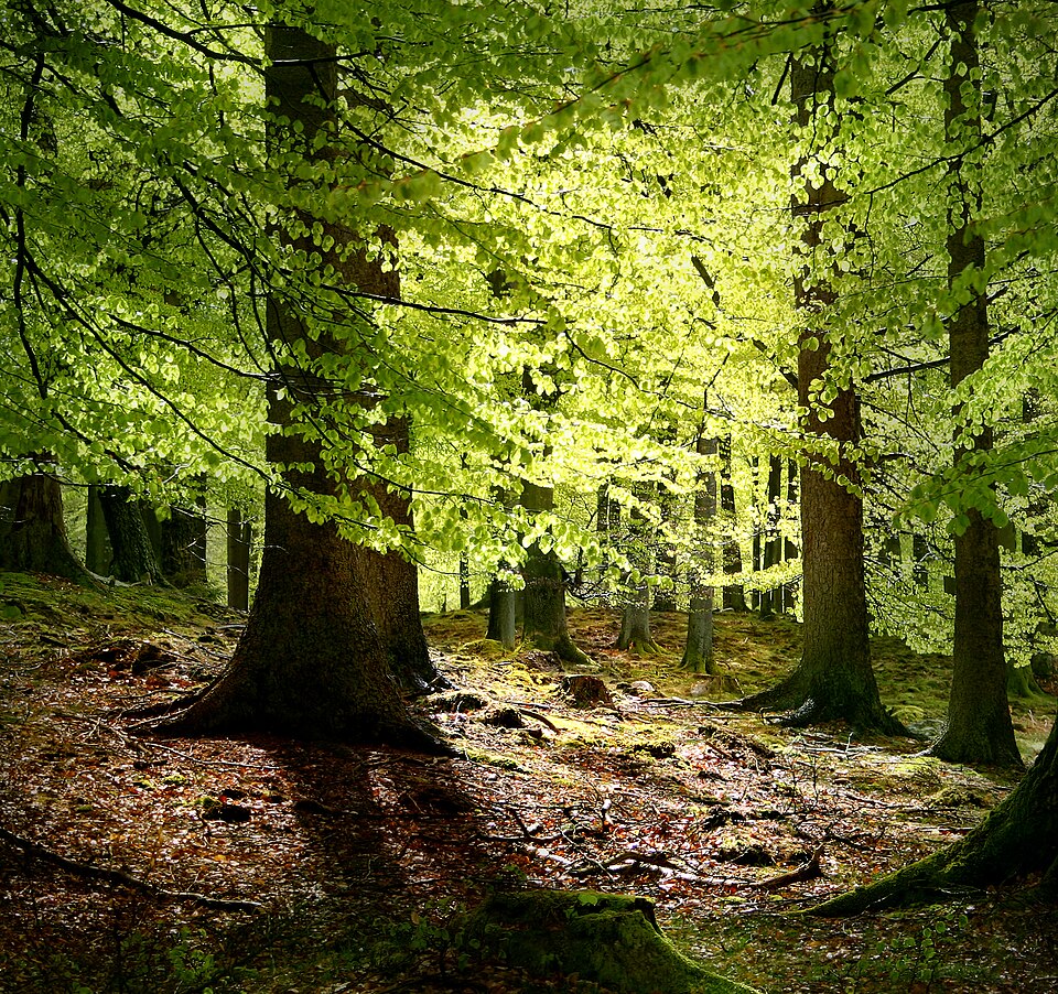 Ectomycorrhizal beech trees